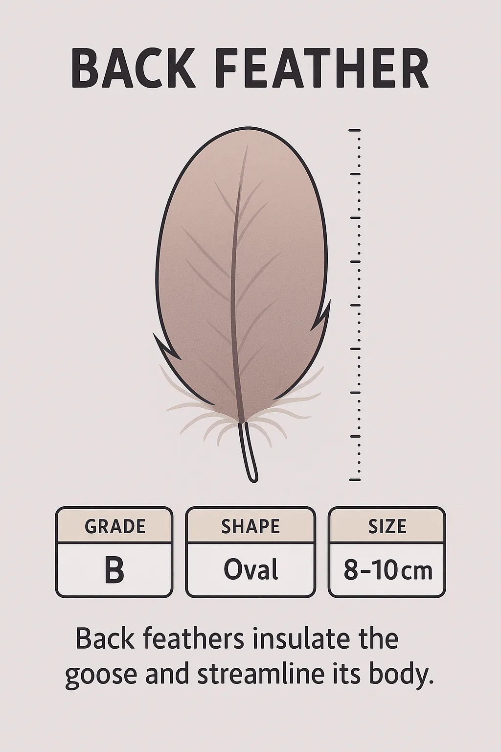 Feather material illustration